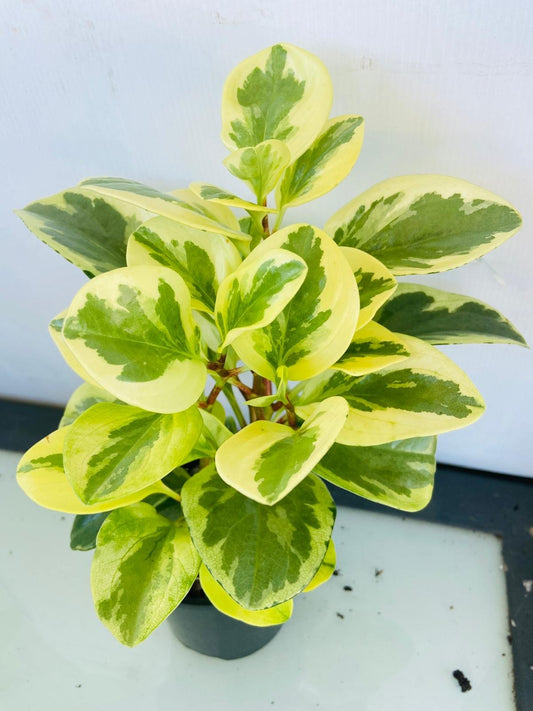 Peperomia 'Albo-Marginata' 100mm pot size plant