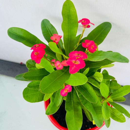 Euphorbia Milli #101 2 in One