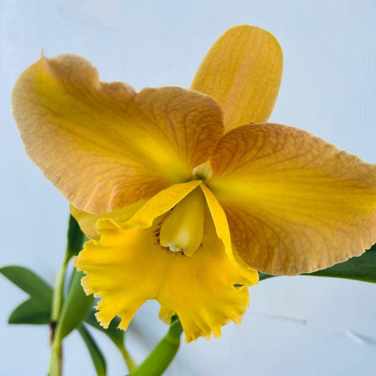 Rth. Southern Aurora x Rlc. Goldenzelle 'Orange Pumpkin' #45