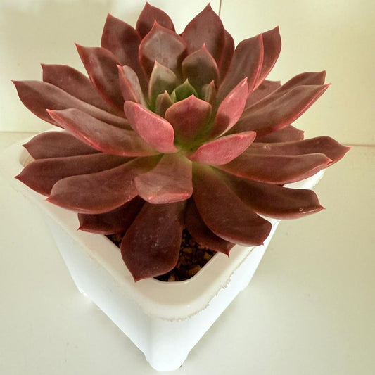 Echeveria red Sky #32