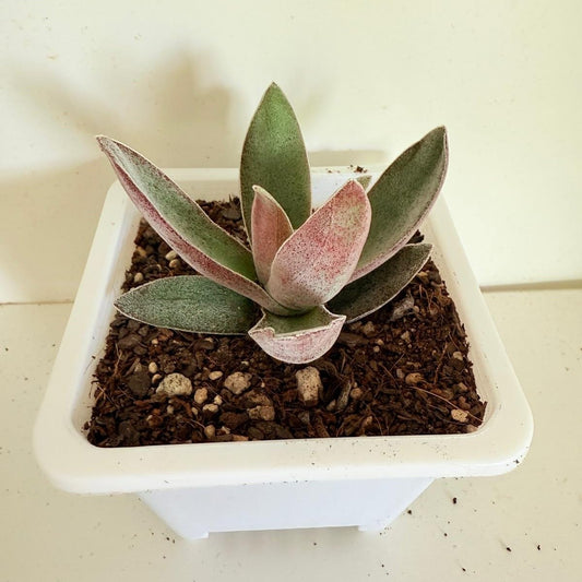 Crassula Garnet Lotus REF:6