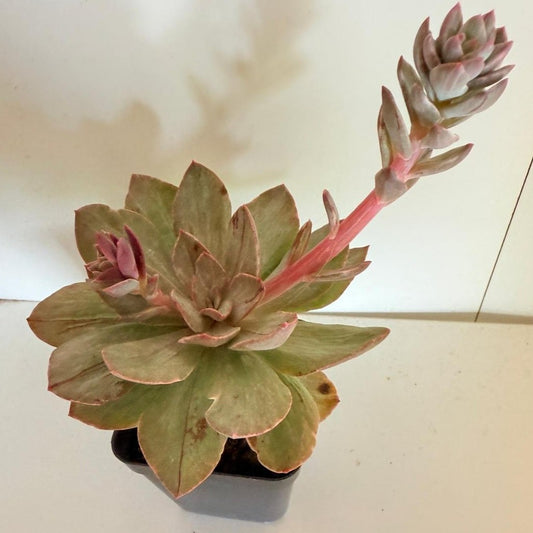 Echeveria #62