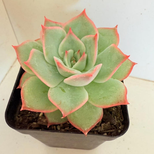 Echeveria Wonderful 80 mm