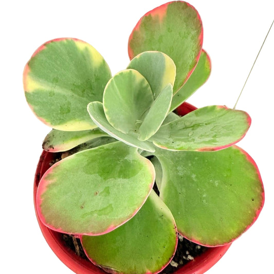 Kalanchoe Flapjack variegated  130mm