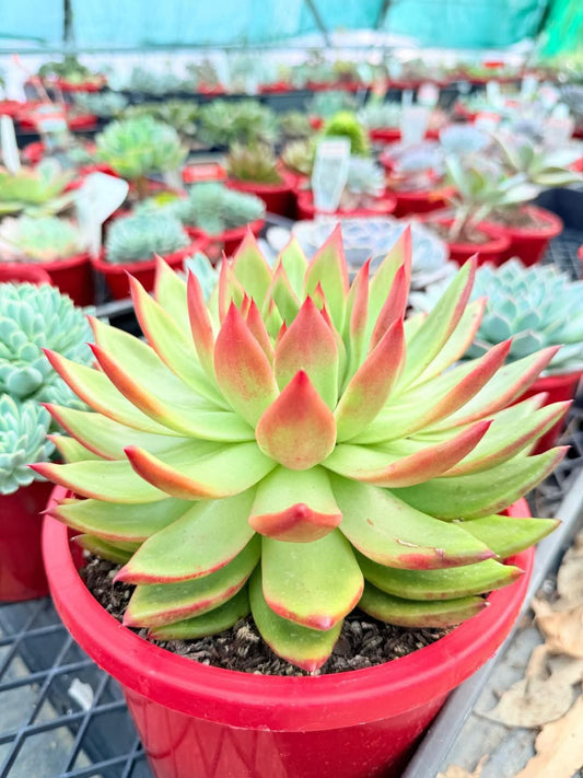 Echeveria Cassini