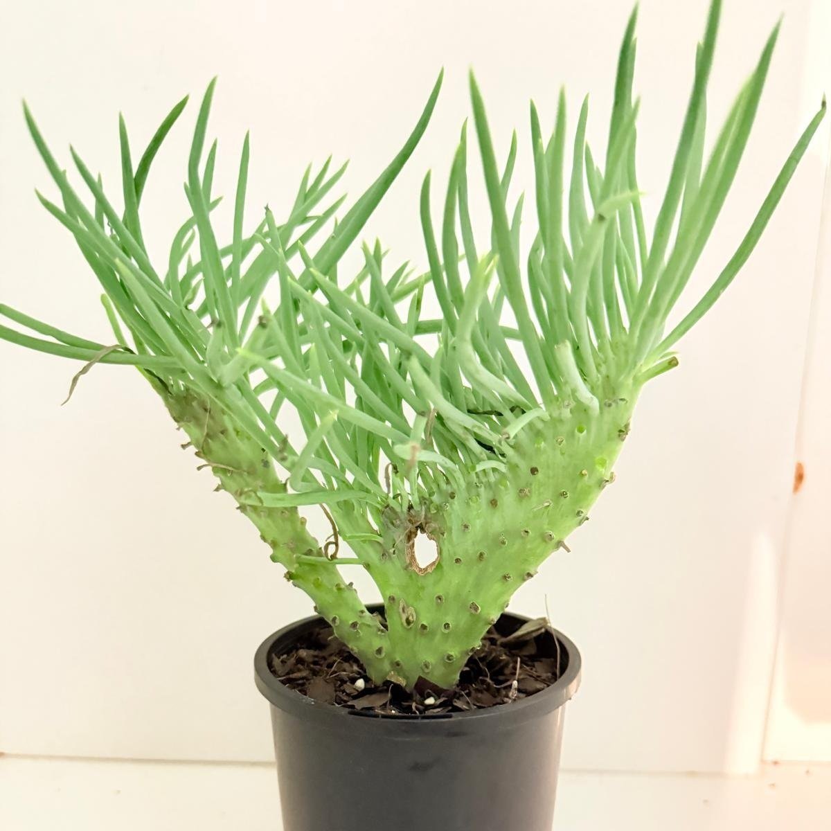 Mermaid Tail : Crested Senecio Talinoides - Narrow Leaf Chalk Stick #404
