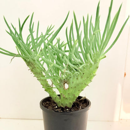 Mermaid Tail : Crested Senecio Talinoides - Narrow Leaf Chalk Stick #404