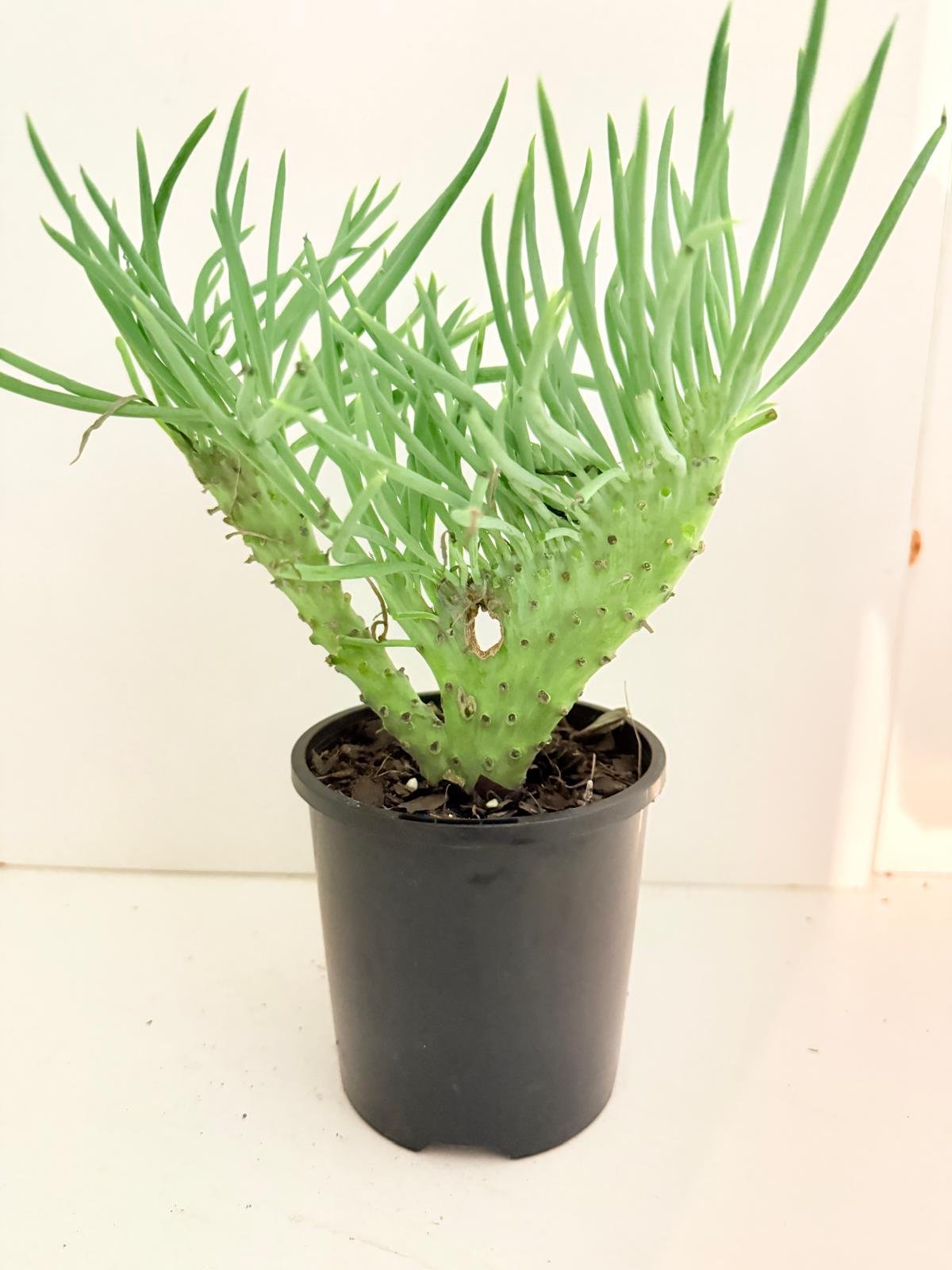 Mermaid Tail : Crested Senecio Talinoides - Narrow Leaf Chalk Stick #404
