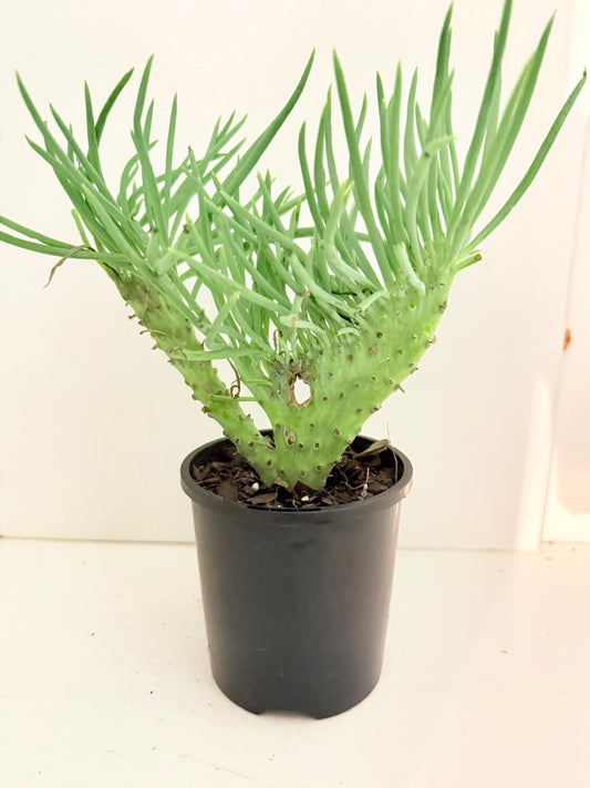 Mermaid Tail : Crested Senecio Talinoides - Narrow Leaf Chalk Stick #404