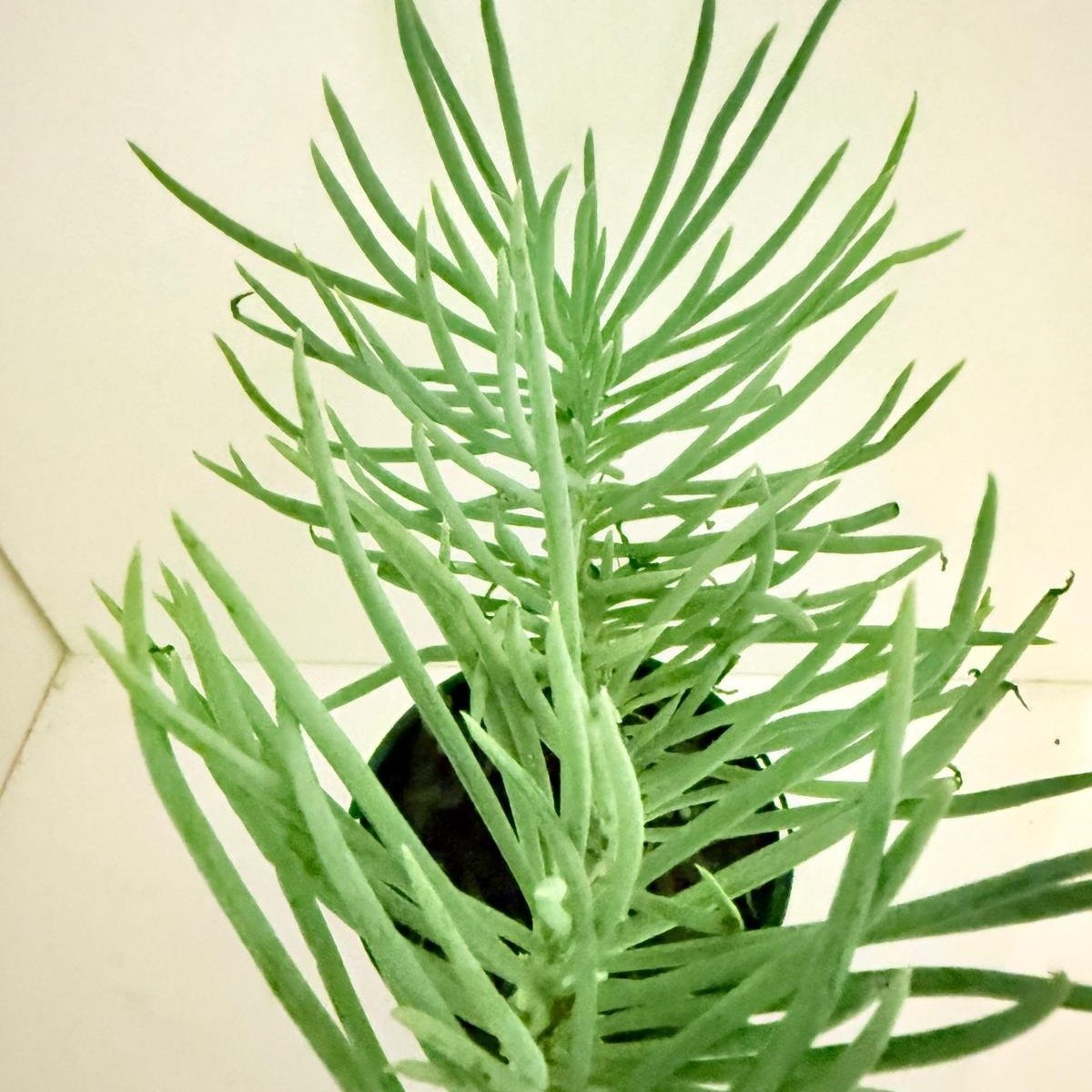 Mermaid Tail : Crested Senecio Talinoides - Narrow Leaf Chalk Stick #404