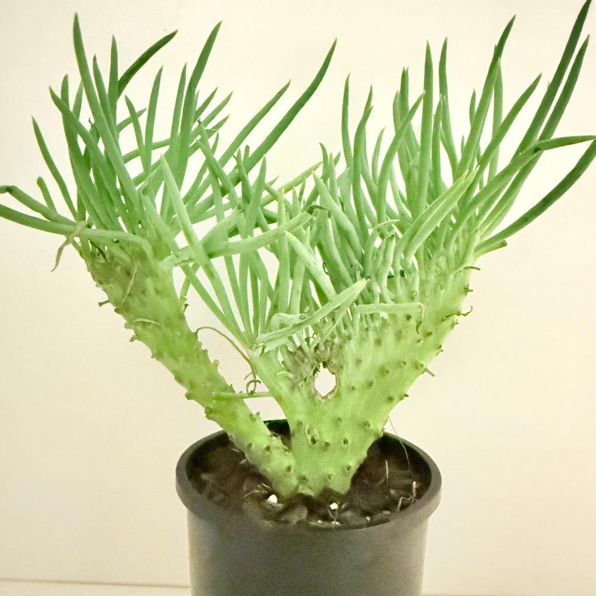 Mermaid Tail : Crested Senecio Talinoides - Narrow Leaf Chalk Stick #404