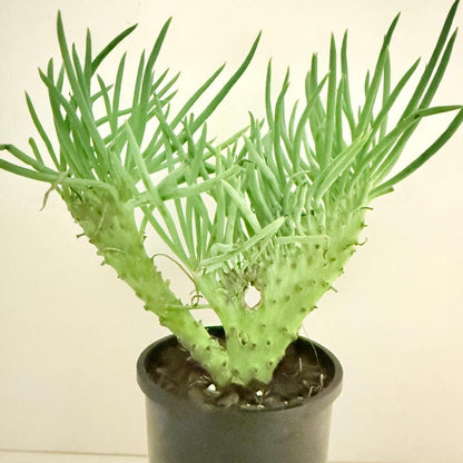 Mermaid Tail : Crested Senecio Talinoides - Narrow Leaf Chalk Stick #404
