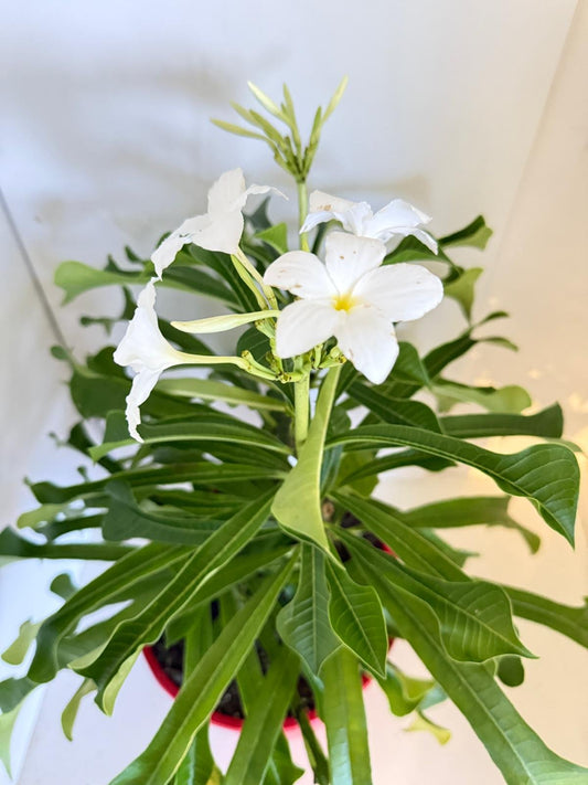 Plumeria Paduca -3 in one