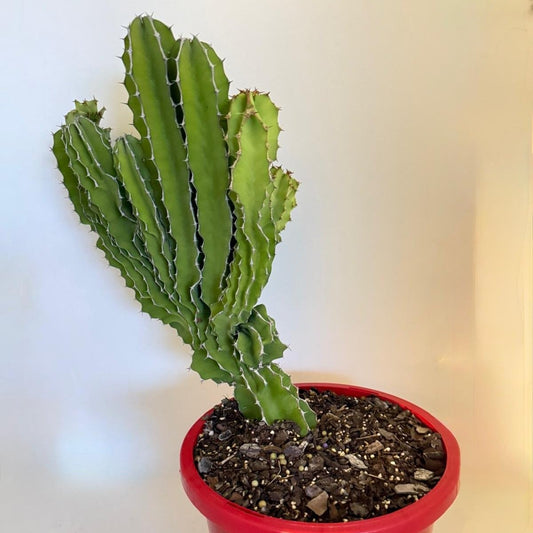 Euphorbia Kibwezensis #86