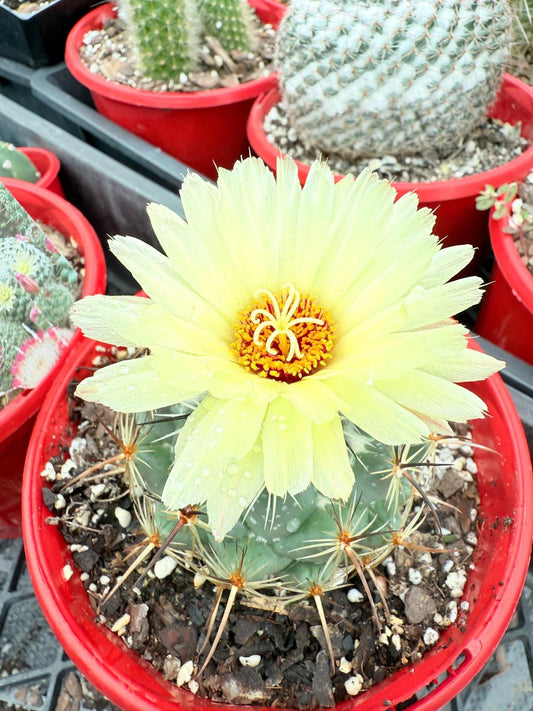 Cacti Corypantha