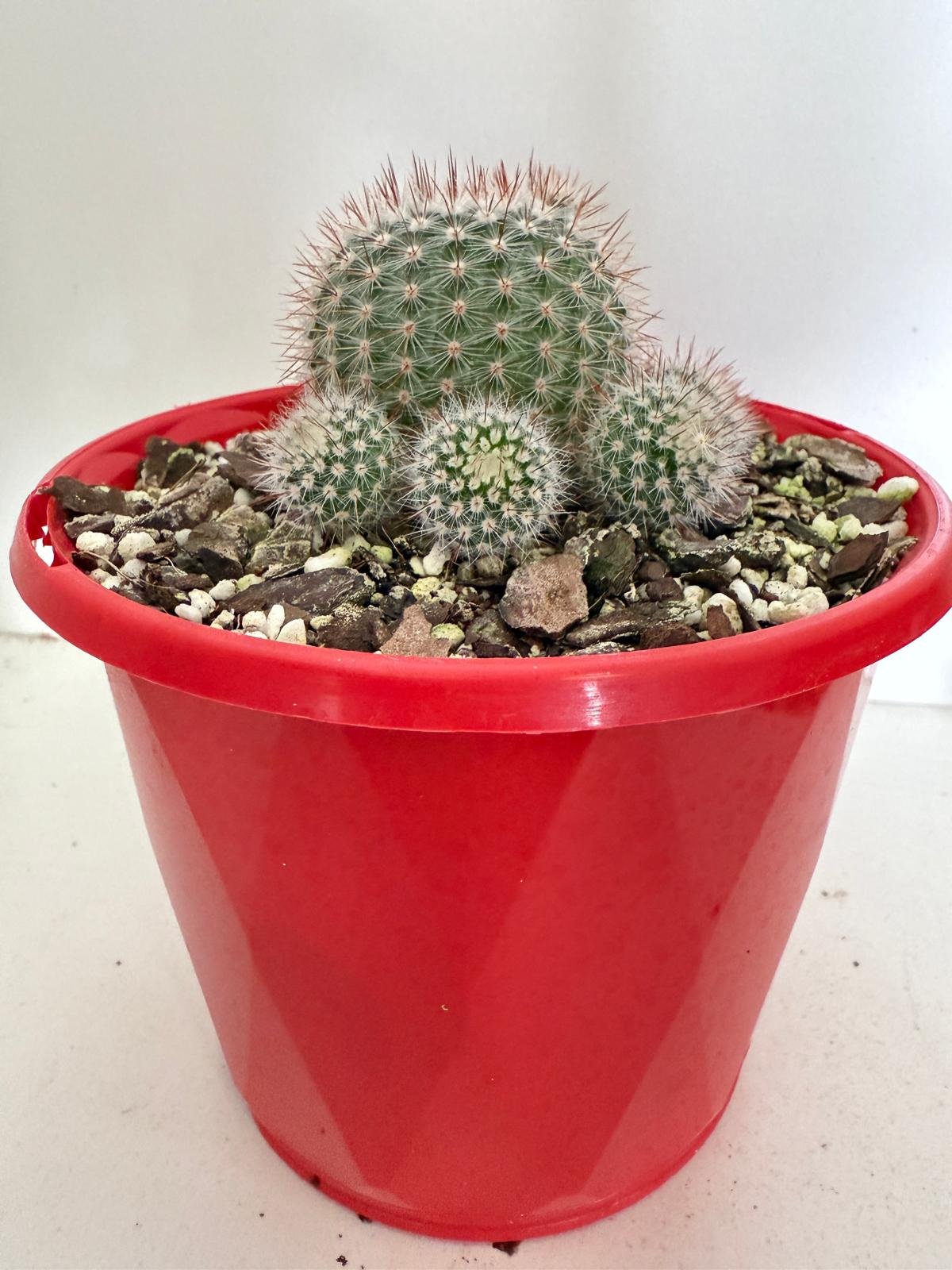 Cacti - Parodia Scopa Var. Splendens