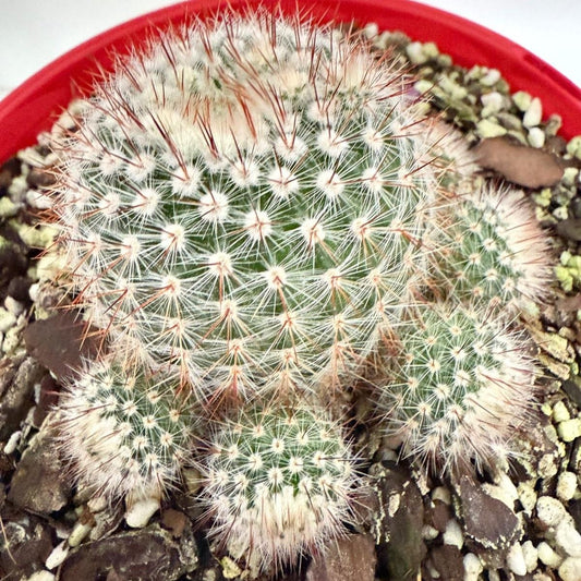Cacti - Parodia Scopa Var. Splendens