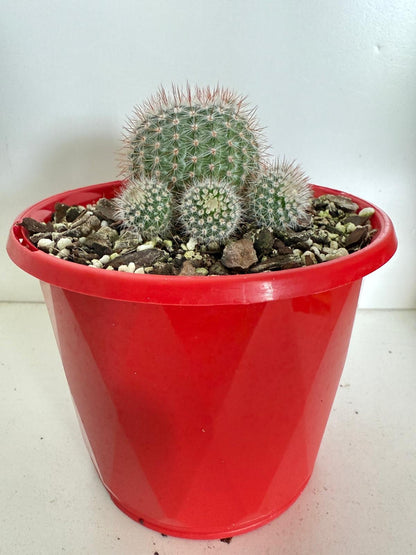 Cacti - Parodia Scopa Var. Splendens