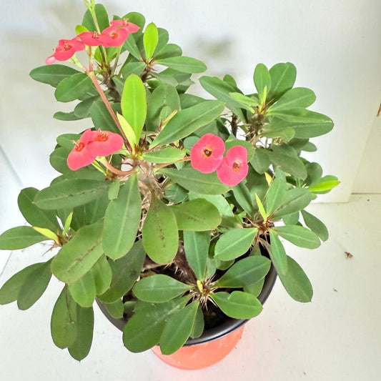 Euphorbia Milli #264 3 in One