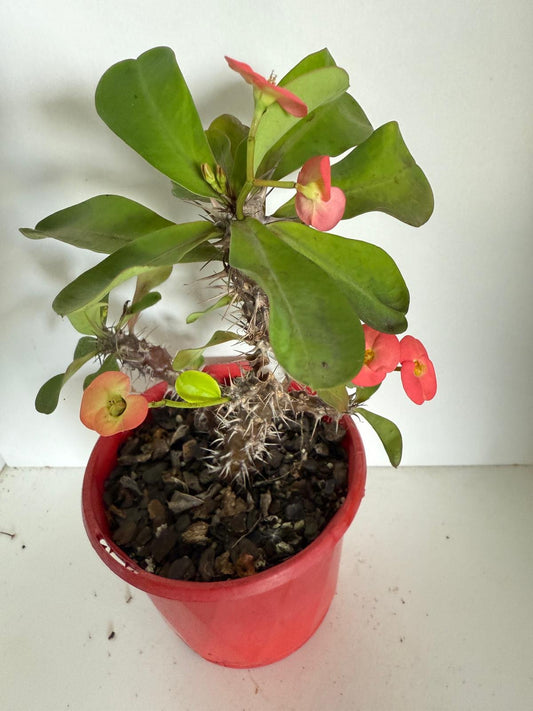 Euphorbia Milli  Maxi Zeus