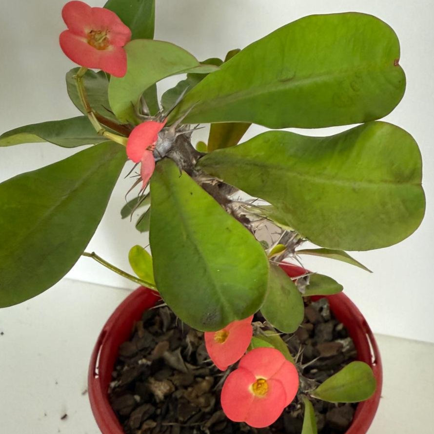 Euphorbia Milli  Maxi Zeus