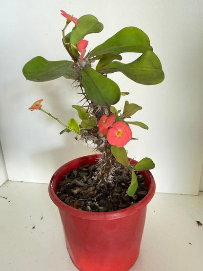 Euphorbia Milli  Maxi Zeus
