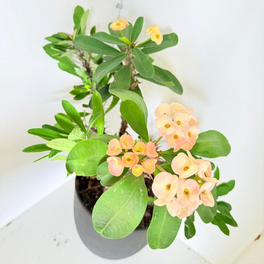 Euphorbia Milli  #267