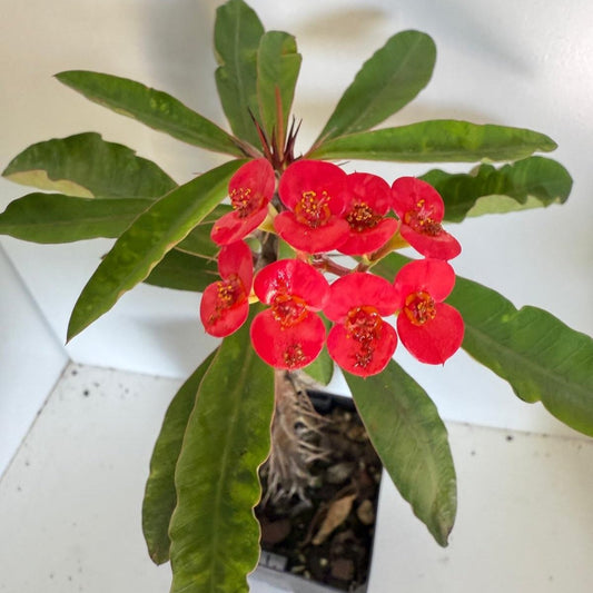 Euphorbia Milli #270