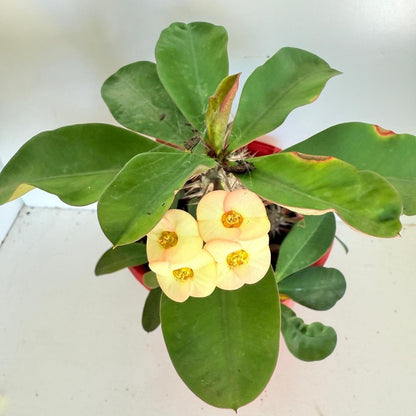 Euphorbia Milli Maxi Zephyr