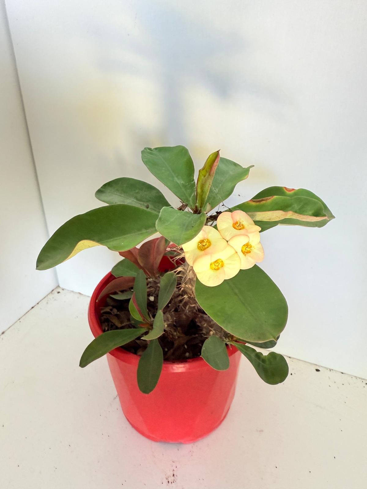 Euphorbia Milli Maxi Zephyr