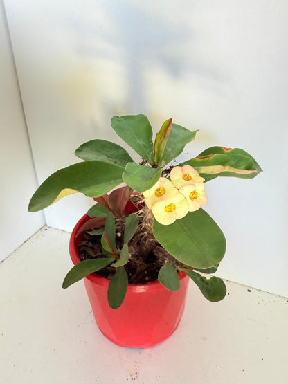 Euphorbia Milli Maxi Zephyr