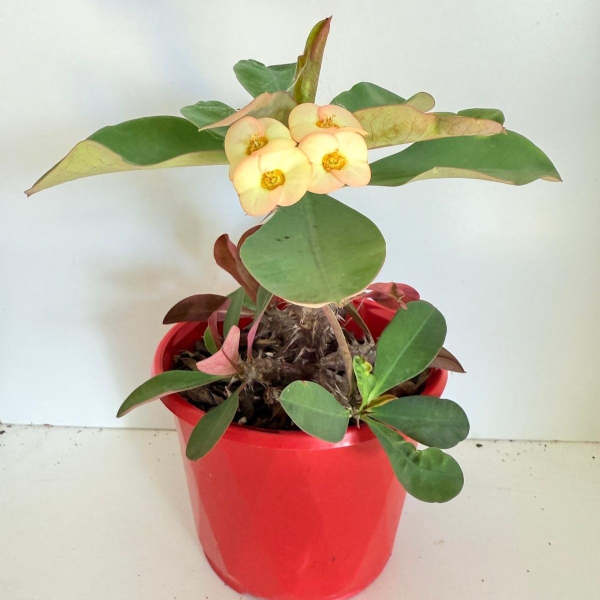 Euphorbia Milli Maxi Zephyr
