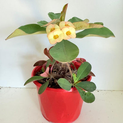 Euphorbia Milli Maxi Zephyr