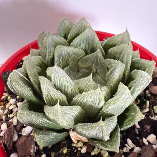Haworthia #301