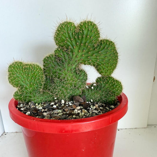 Cacti - Cliestocactus  Smaipatanus Crest #401