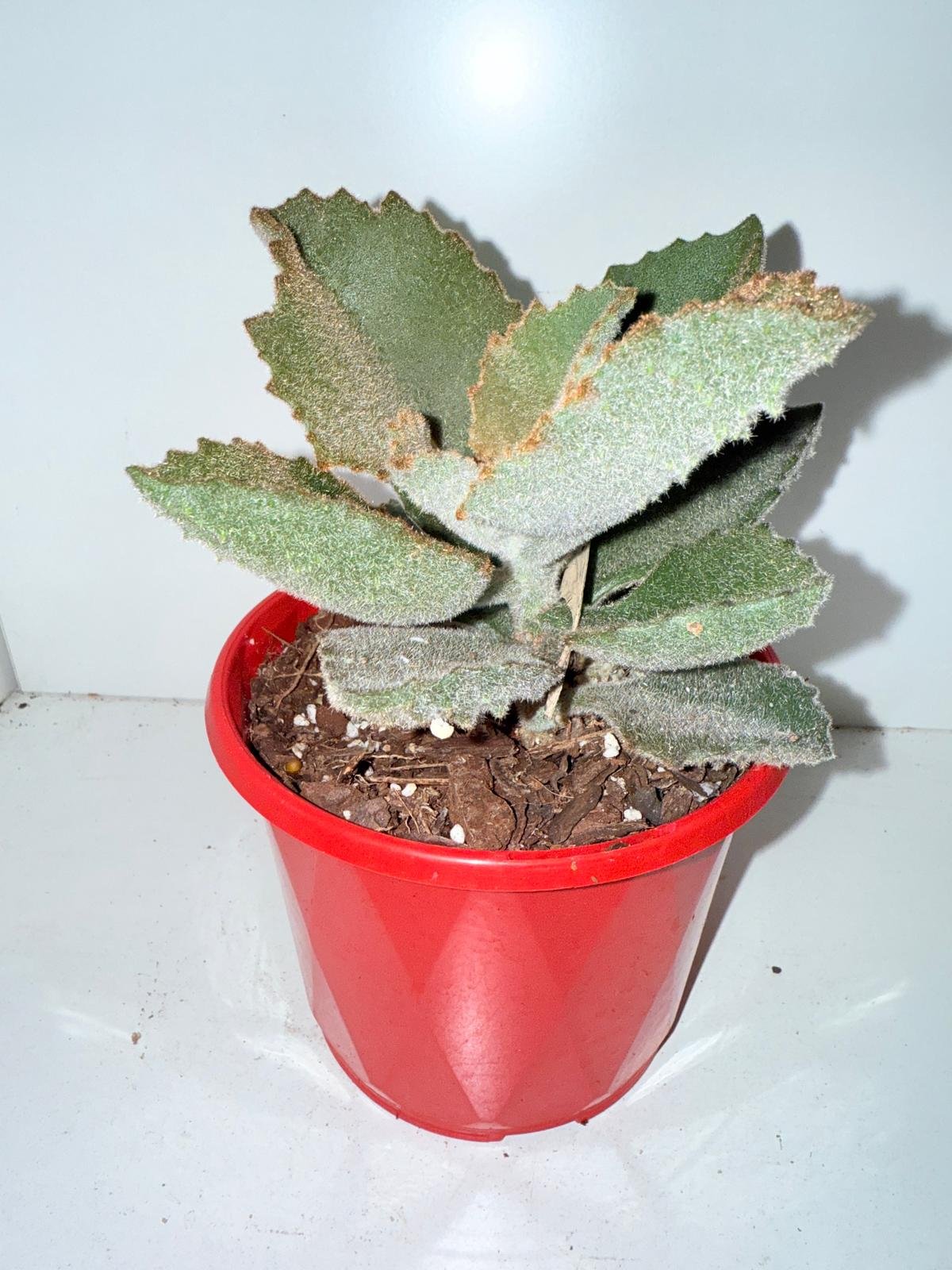Kalanchoe Beharensis “Fang”  130mm