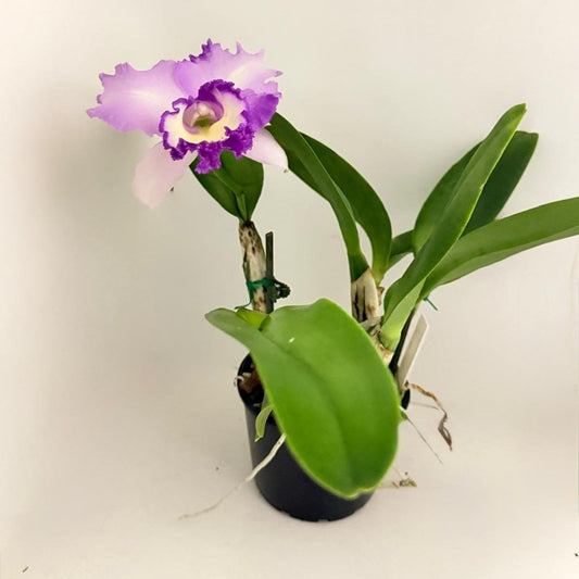 Orchids #301