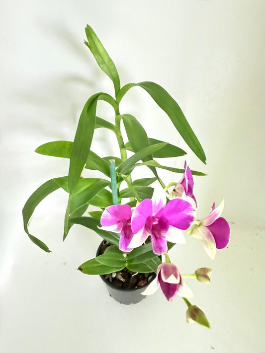 Orchids #66
