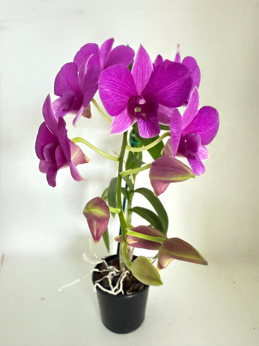 Orchid #77