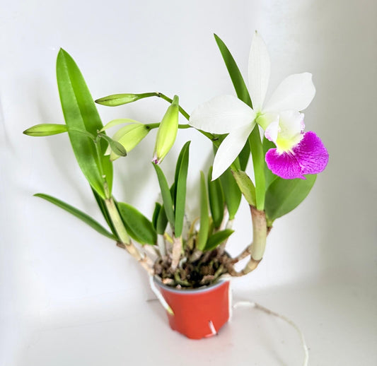 Orchids #71