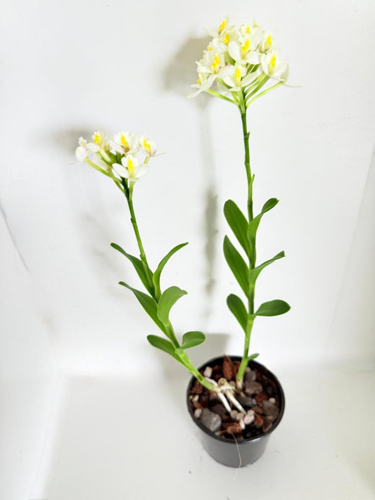 Orchid #75