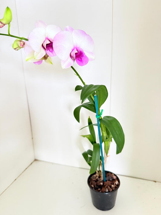 Orchids #76