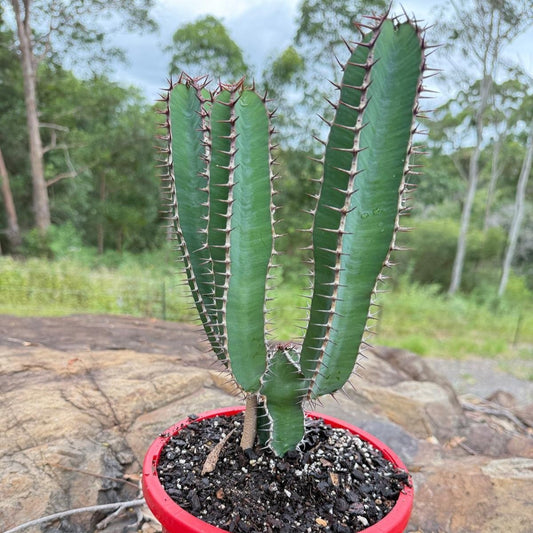 Euphorbia Cooperii  #76