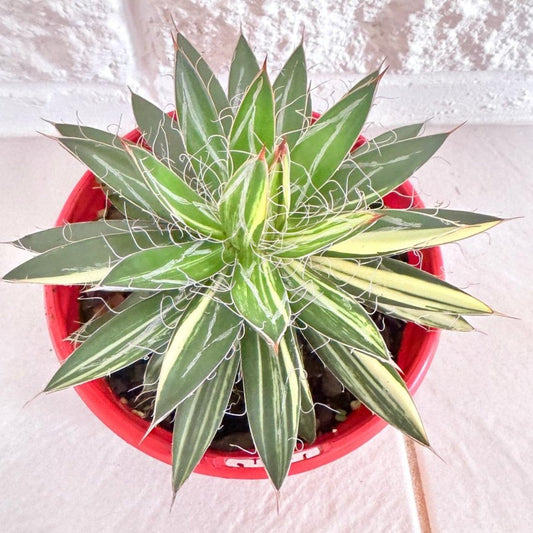 Agave Filifera  #67