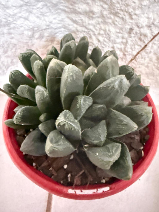 Haworthia #51