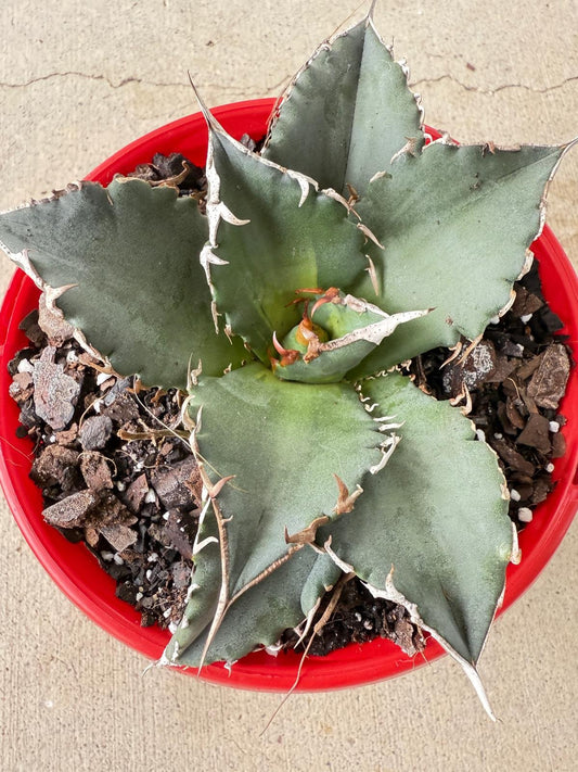 Agave Titanota Solar Eclipse 130mm