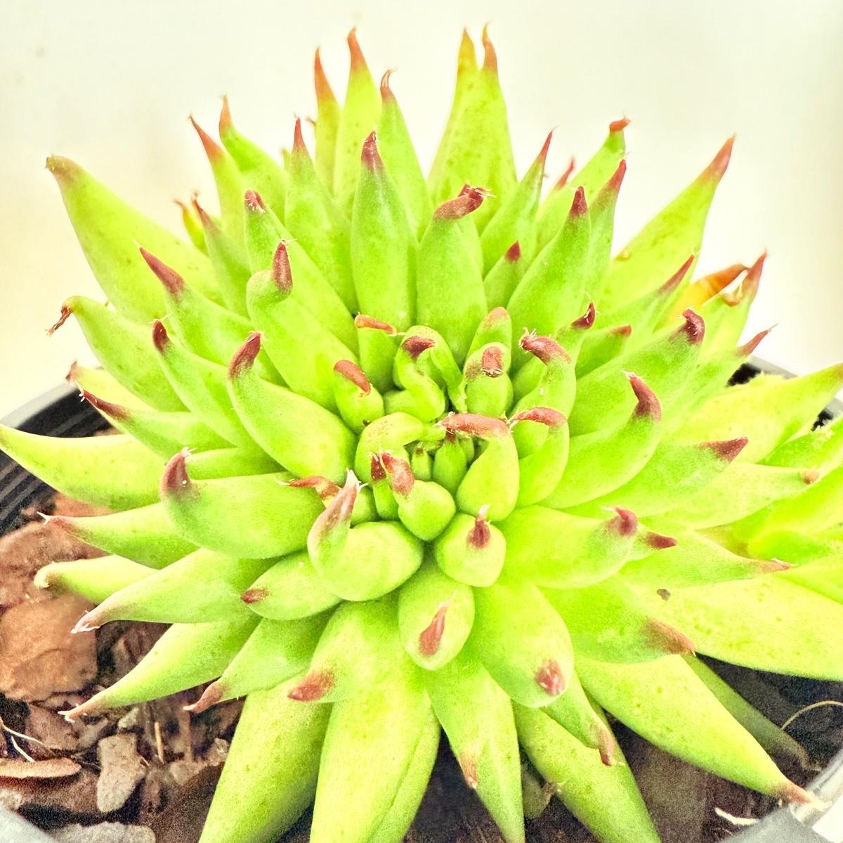 Sempervivum Pittoni  100mm