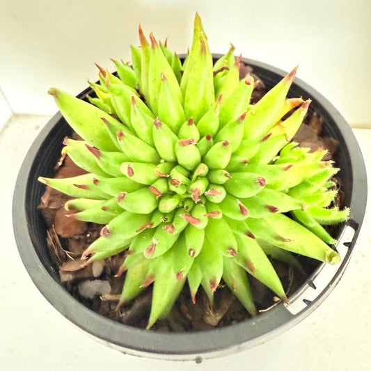 Sempervivum Pittoni  100mm