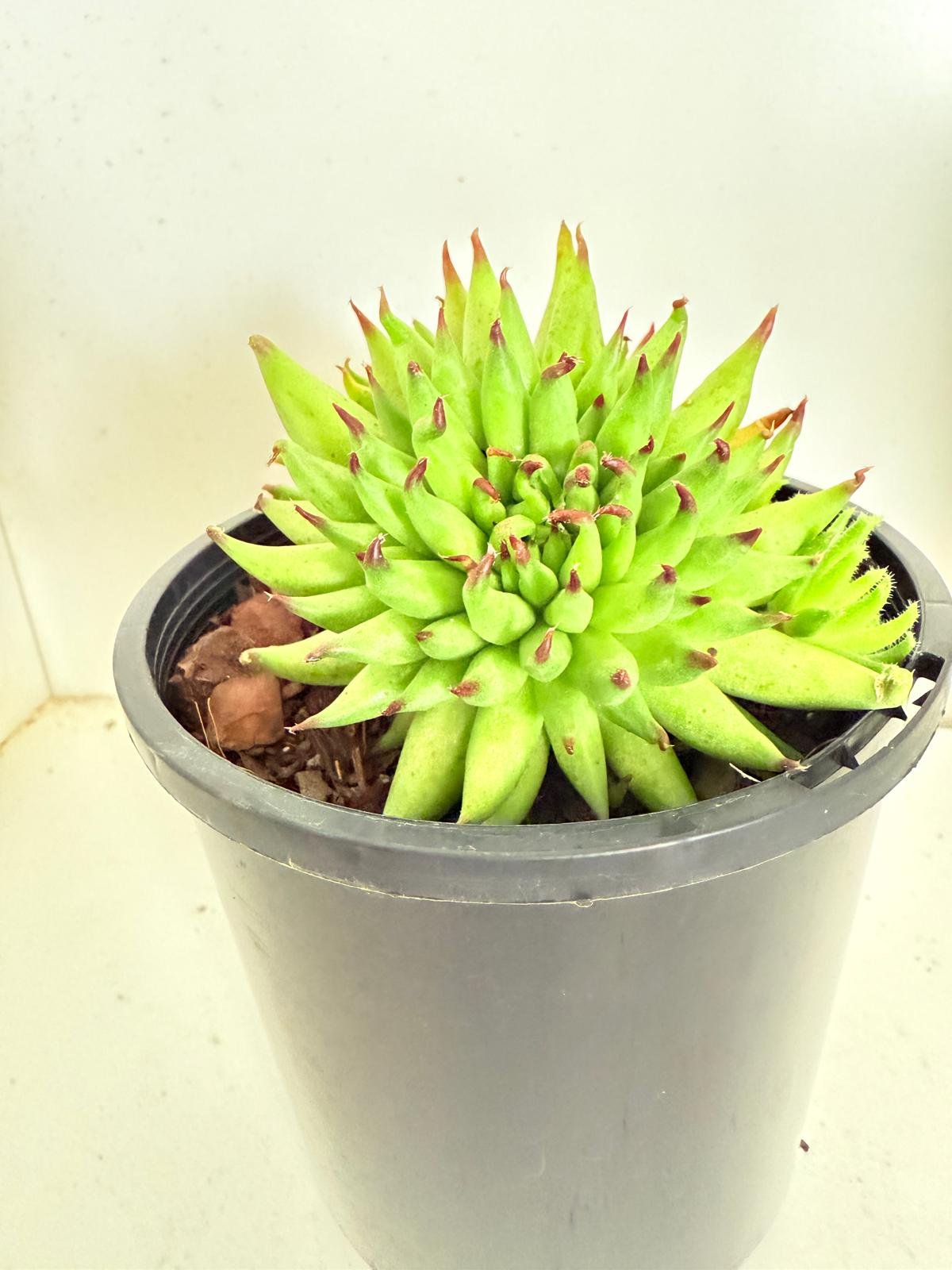 Sempervivum Pittoni  100mm