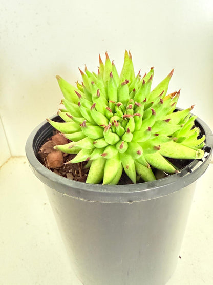 Sempervivum Pittoni  100mm